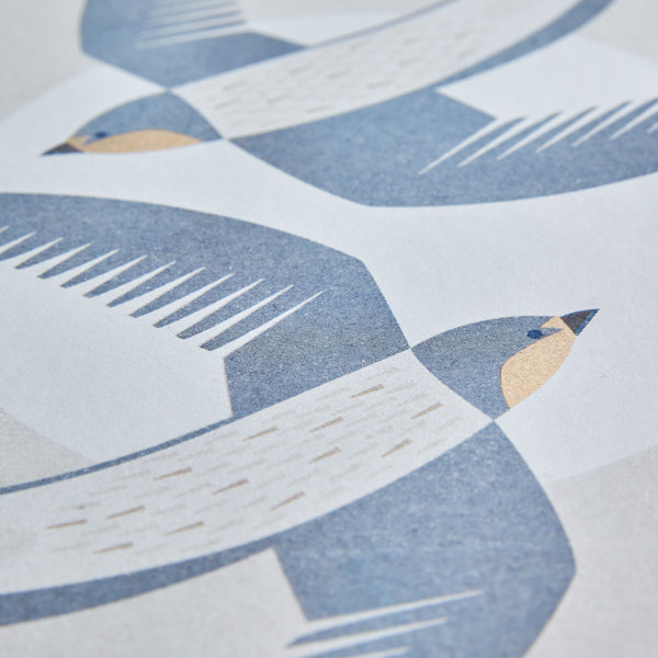 Swallows