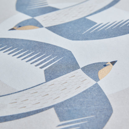 Swallows